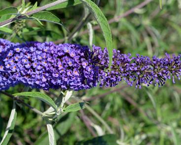 Motýlí keř, Komule Davidova 'Nanho Blue'