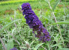 Motýlí keř, Komule Davidova 'Nanho Blue' - Buddleja davidii 'Nanho Blue'