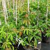 loubinec ptilist Engelmannii - Parthenocissus quinquefolia Engelmannii