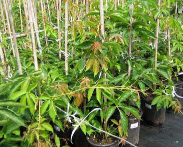 Přísavník pětilistý, loubinec 'Engelmannii'