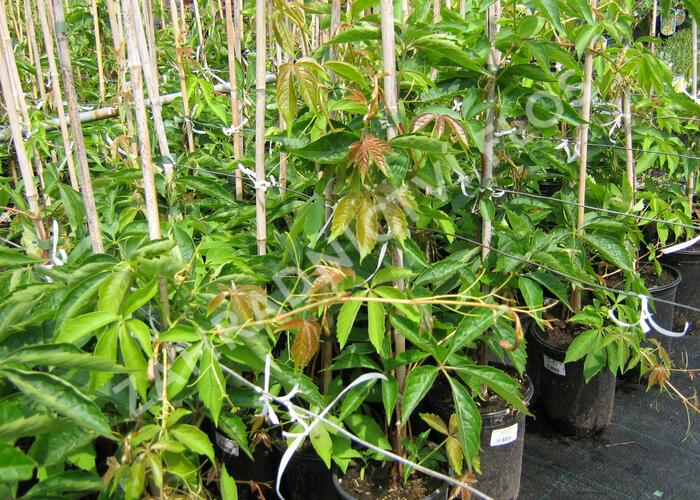Přísavník pětilistý, loubinec 'Engelmannii' - Parthenocissus quinquefolia 'Engelmannii'