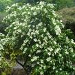 Dřín japonský - Cornus kousa