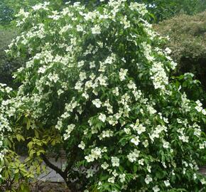 Dřín japonský - Cornus kousa