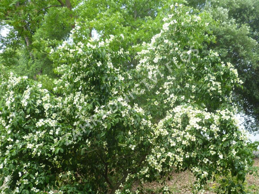 Dřín japonský - Cornus kousa
