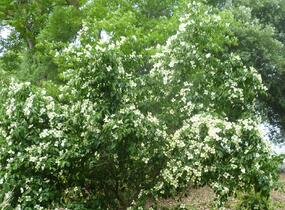 Dřín japonský - Cornus kousa