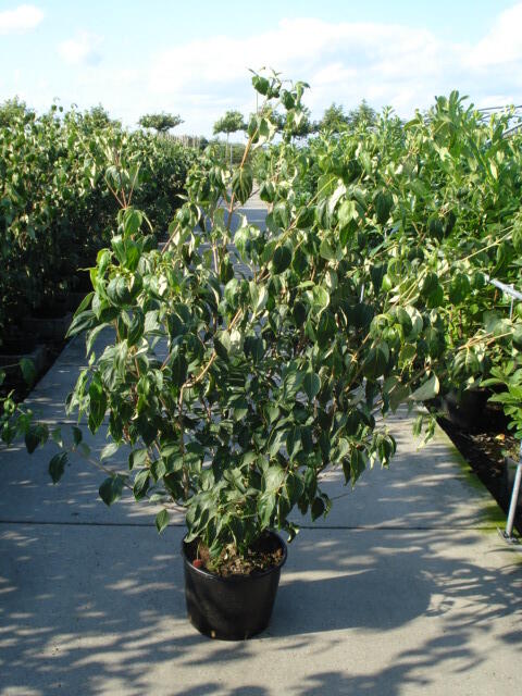 Dřín japonský - Cornus kousa