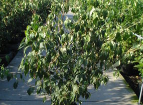 Dřín japonský - Cornus kousa
