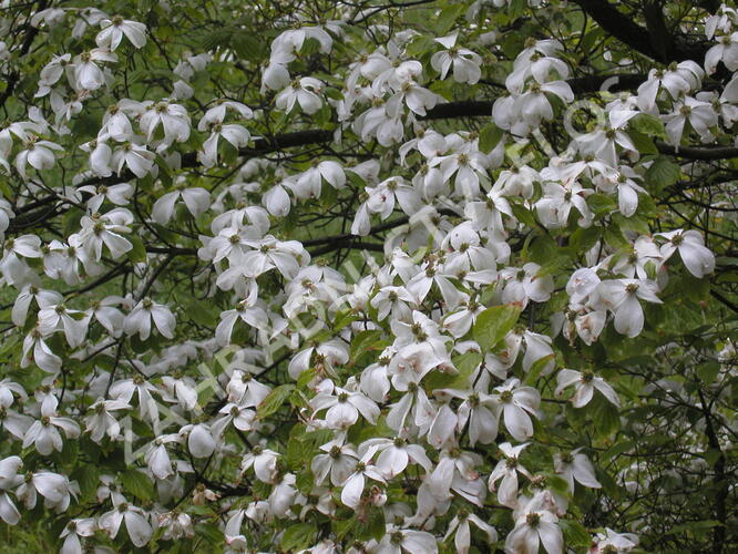 Dřín japonský - Cornus kousa