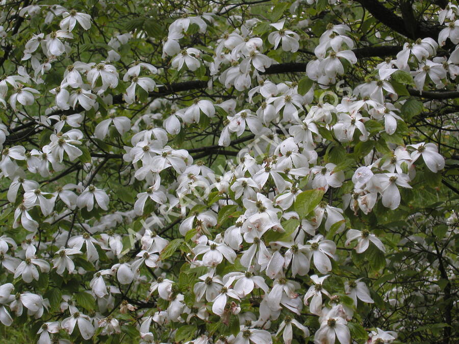 Dřín japonský - Cornus kousa