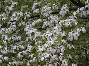 Dřín japonský - Cornus kousa