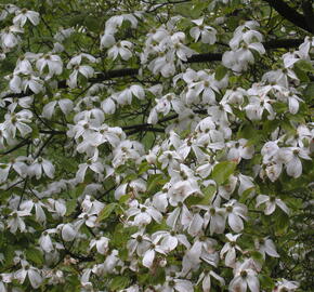 Dřín japonský - Cornus kousa