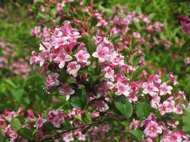 Vajgélie květnatá - Weigela florida