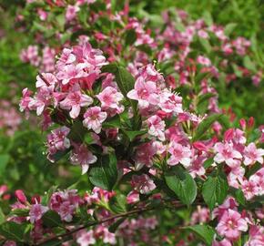 Vajgélie květnatá - Weigela florida