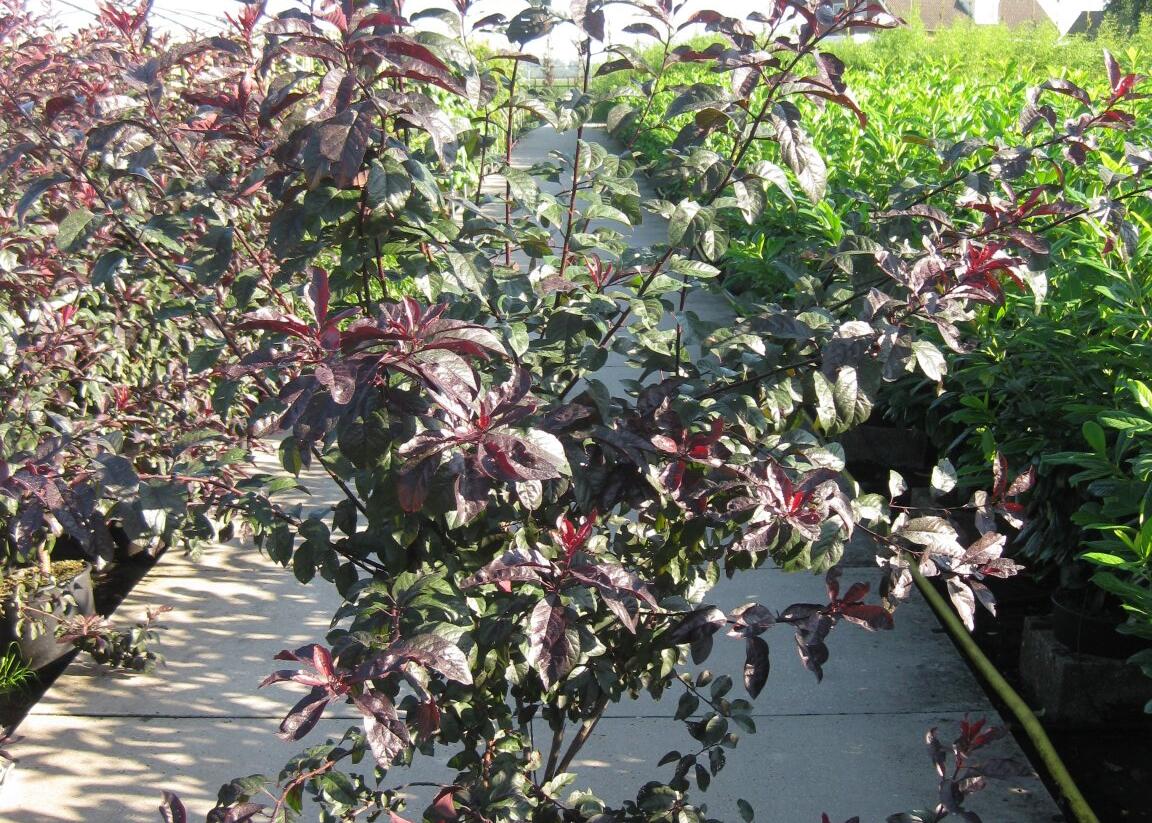 Myrobalán cistena - Prunus cistena
