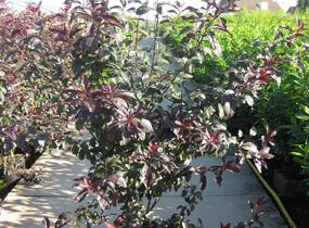 Myrobalán cistena - Prunus cistena