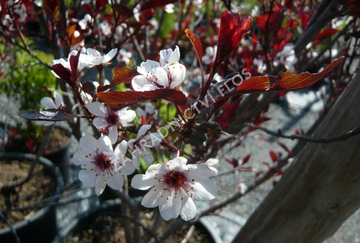 Myrobalán cistena - Prunus cistena