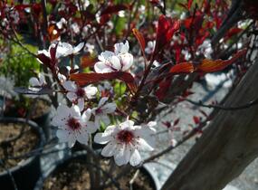 Myrobalán cistena - Prunus cistena