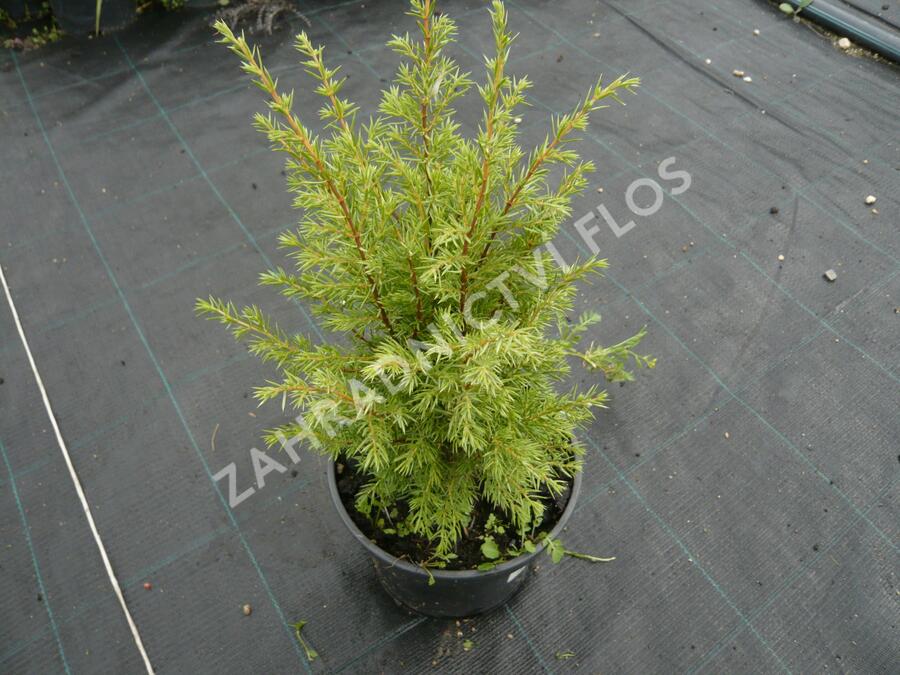 Jalovec obecný 'Suecica' - Juniperus communis 'Suecica'