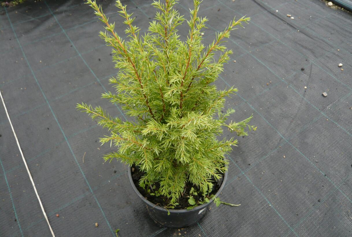 Jalovec obecný 'Suecica' - Juniperus communis 'Suecica'