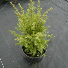 Jalovec obecný 'Suecica' - Juniperus communis 'Suecica'