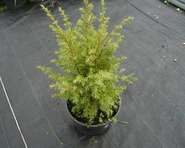 Jalovec obecný 'Suecica'