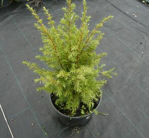 Jalovec obecný 'Suecica' - Juniperus communis 'Suecica'