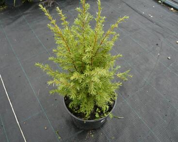 Jalovec obecný 'Suecica'