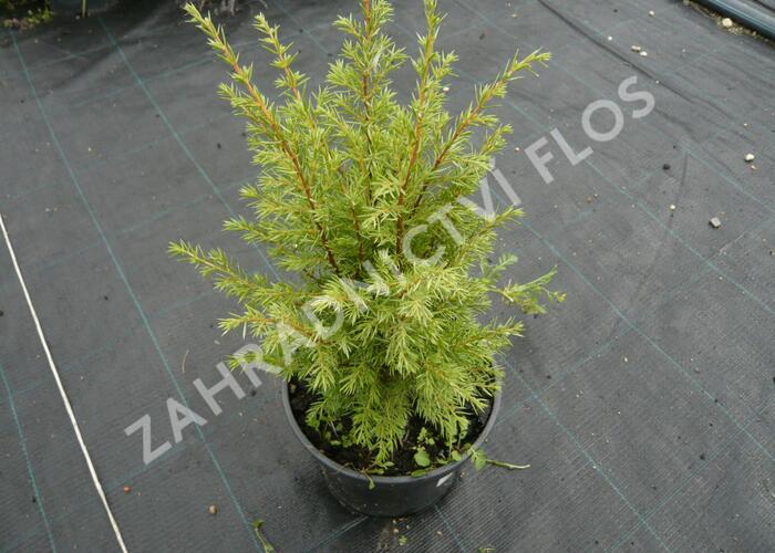 Jalovec obecný 'Suecica' - Juniperus communis 'Suecica'
