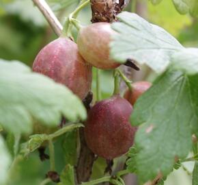 Angrešt červený beztrnný 'Spinefree' - Grossularia uva crispa 'Spinefree'