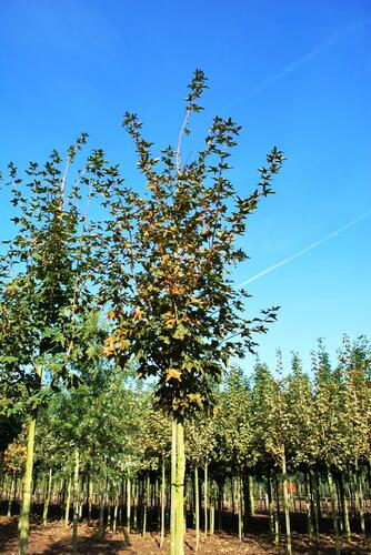 Javor kapadocký 'Rubrum' - Acer cappadocicum 'Rubrum'