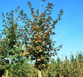 Javor kapadocký 'Rubrum' - Acer cappadocicum 'Rubrum'