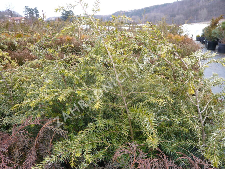Jedlovec kanadský - Tsuga canadensis