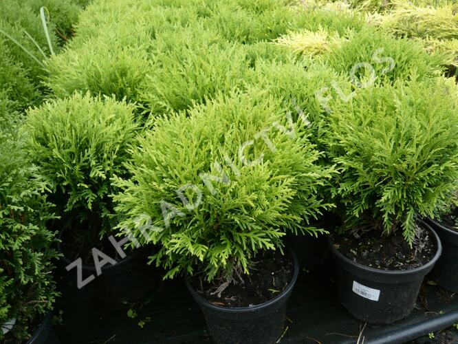 Zerav, túje západní 'Danica' - Thuja occidentalis 'Danica'