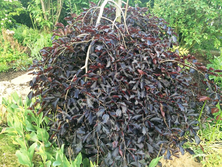 Buk lesní 'Purpurea Pendula' - Fagus sylvatica 'Purpurea Pendula'