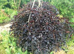 Buk lesní 'Purpurea Pendula' - Fagus sylvatica 'Purpurea Pendula'