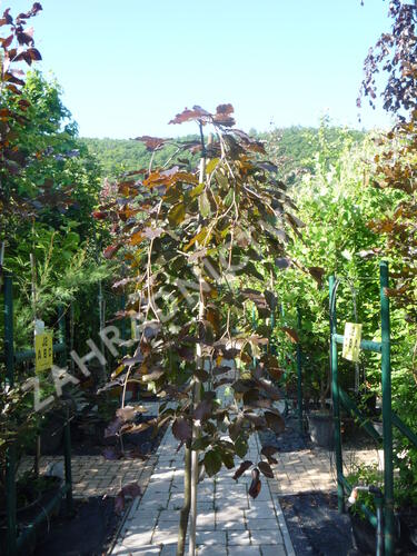 Buk lesní 'Purpurea Pendula' - Fagus sylvatica 'Purpurea Pendula'