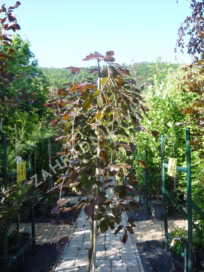 Buk lesní 'Purpurea Pendula' - Fagus sylvatica 'Purpurea Pendula'