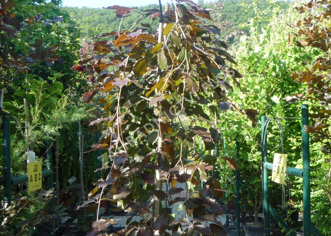 Buk lesní 'Purpurea Pendula' - Fagus sylvatica 'Purpurea Pendula'