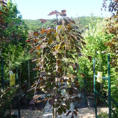 Buk lesní 'Purpurea Pendula' - Fagus sylvatica 'Purpurea Pendula'