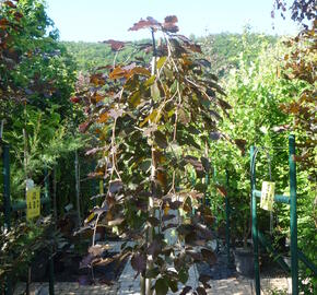 Buk lesní 'Purpurea Pendula' - Fagus sylvatica 'Purpurea Pendula'