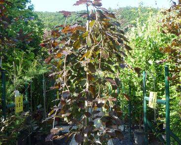 Buk lesní 'Purpurea Pendula'