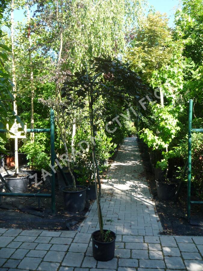 Buk lesní 'Purpurea Pendula' - Fagus sylvatica 'Purpurea Pendula'