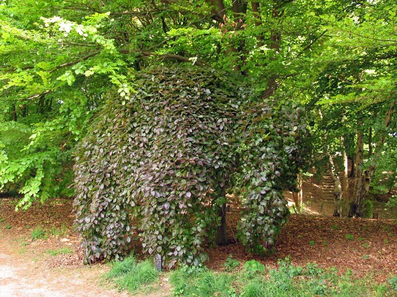 Buk lesní 'Purpurea Pendula' - Fagus sylvatica 'Purpurea Pendula'