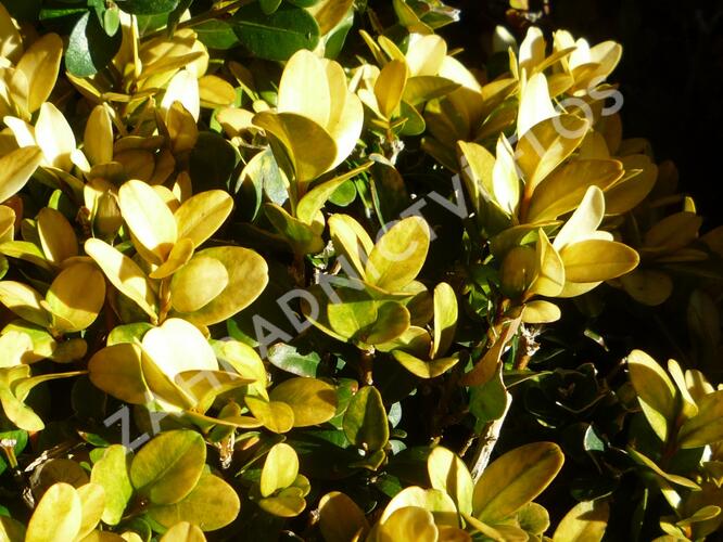 Zimostráz obecný 'Aureovariegata' - Buxus sempervirens 'Aureovariegata'