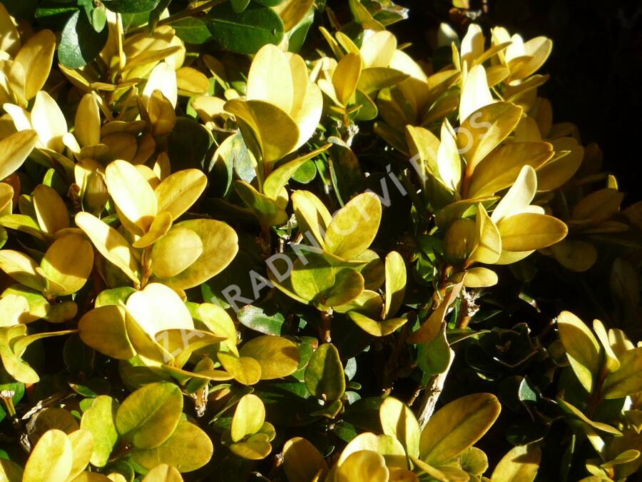 Zimostráz obecný 'Aureovariegata' - Buxus sempervirens 'Aureovariegata'