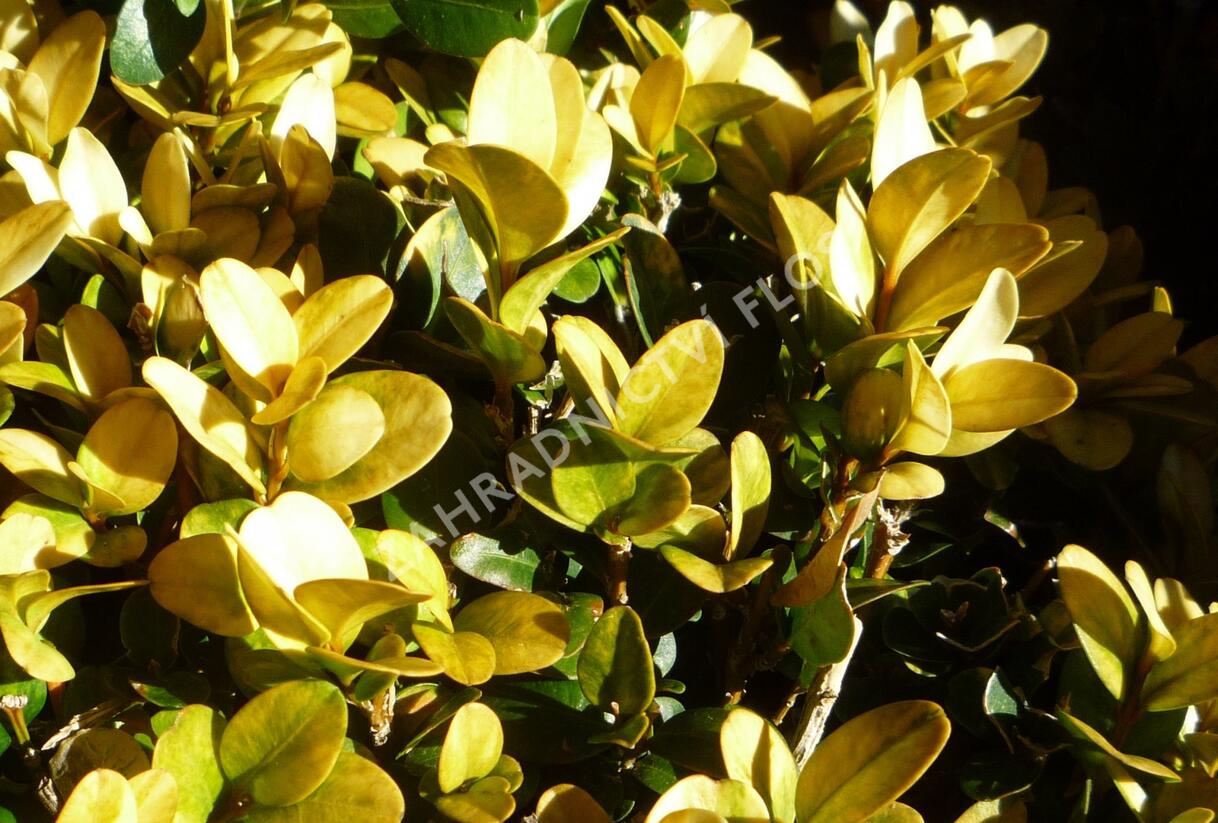 Zimostráz obecný 'Aureovariegata' - Buxus sempervirens 'Aureovariegata'