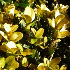 Zimostráz obecný 'Aureovariegata' - Buxus sempervirens 'Aureovariegata'