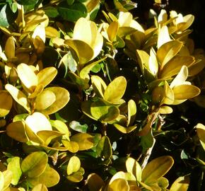 Zimostráz obecný 'Aureovariegata' - Buxus sempervirens 'Aureovariegata'