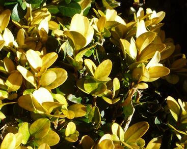 Zimostráz obecný 'Aureovariegata'