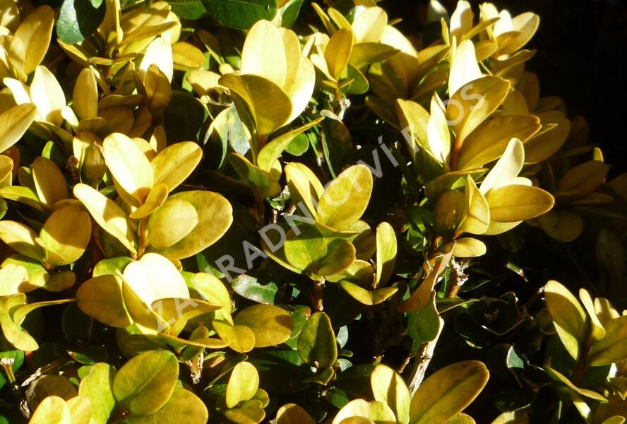 Zimostráz obecný 'Aureovariegata' - Buxus sempervirens 'Aureovariegata'